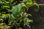 Africa, Madagascar, Andasibe-Mantadia National Park. Female Parsons chameleon on branchthe forest. Art Print